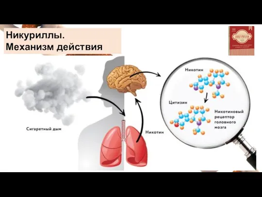 Никуриллы. Механизм действия