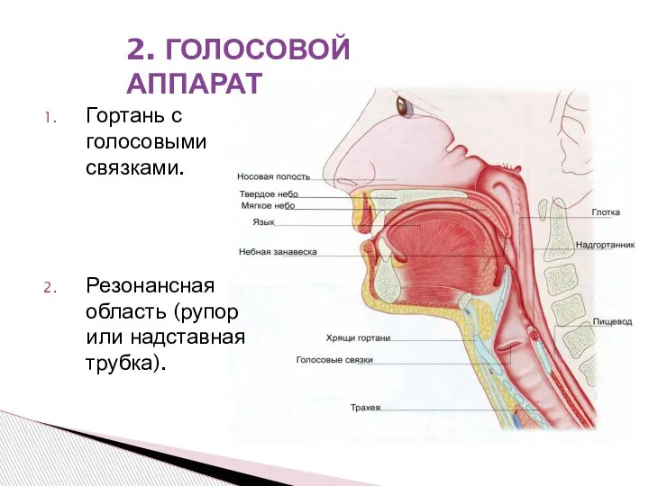 Гортань с голосовыми связками. Резонансная область (рупор или надставная трубка). 2. ГОЛОСОВОЙ АППАРАТ