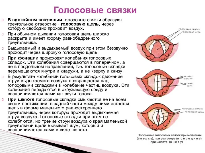 Голосовые связки В спокойном состоянии голосовые связки образуют треугольное отверстие - голосовую