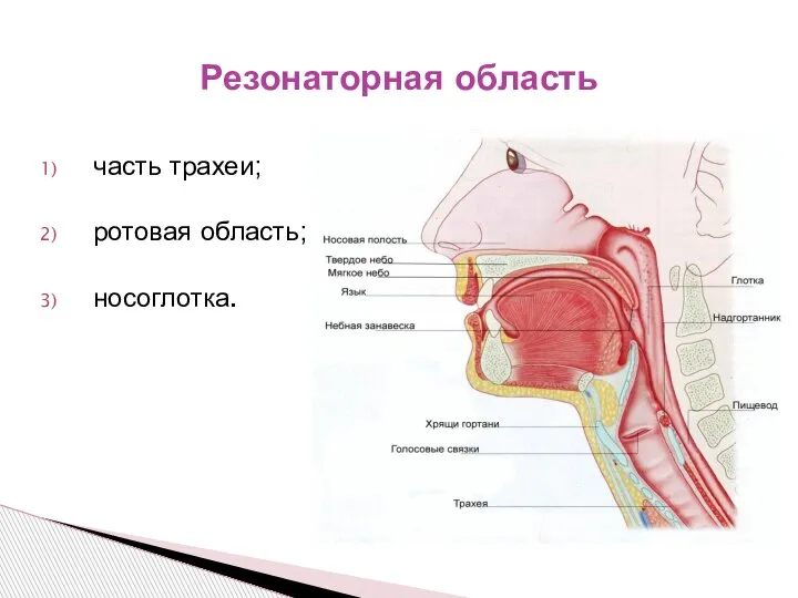 Резонаторная область часть трахеи; ротовая область; носоглотка.