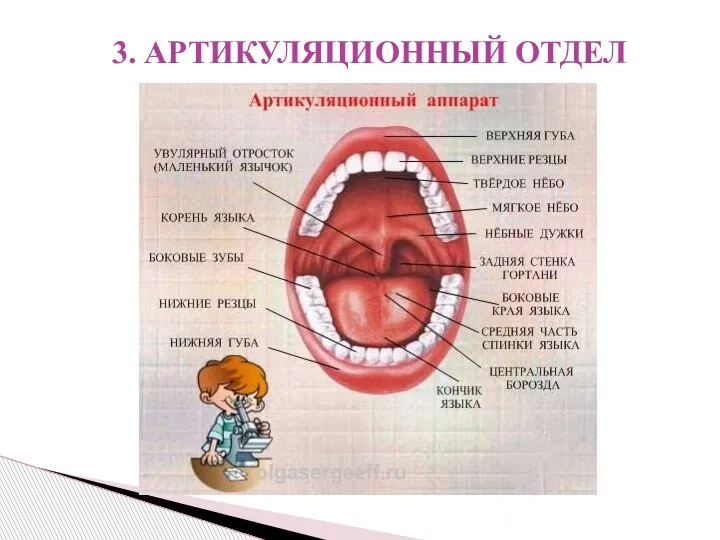 3. АРТИКУЛЯЦИОННЫЙ ОТДЕЛ