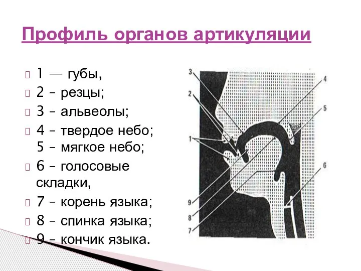 Профиль органов артикуляции 1 — губы, 2 – резцы; 3 – альвеолы;