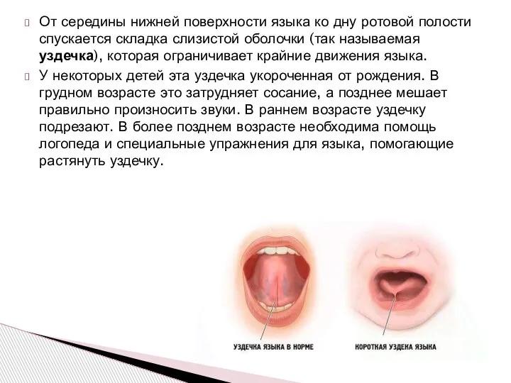 От середины нижней поверхности языка ко дну ротовой полости спускается складка слизистой