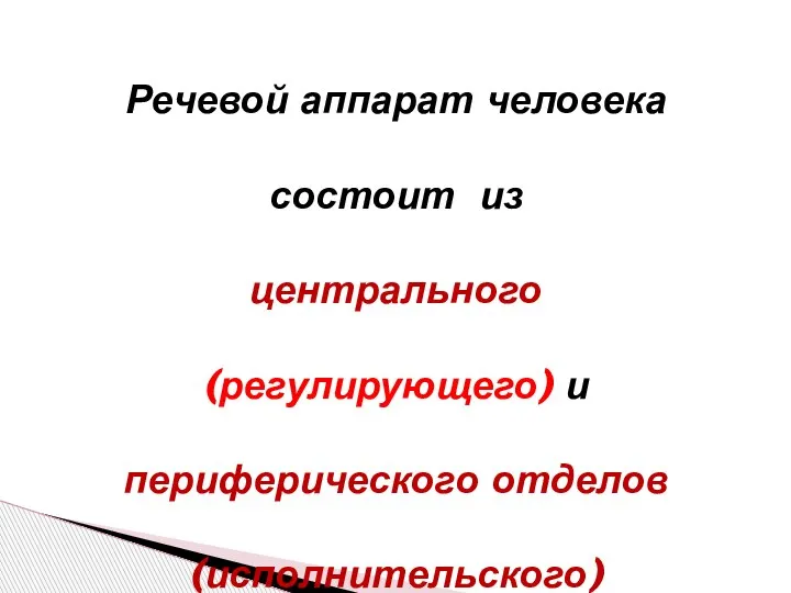 Речевой аппарат человека состоит из центрального (регулирующего) и периферического отделов (исполнительского)