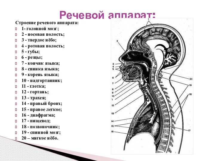 Строение речевого аппарата: 1- головной мозг; 2 - носовая полость; 3 -