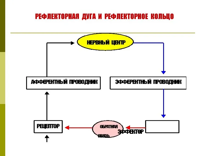 РЕФЛЕКТОРНАЯ ДУГА И РЕФЛЕКТОРНОЕ КОЛЬЦО