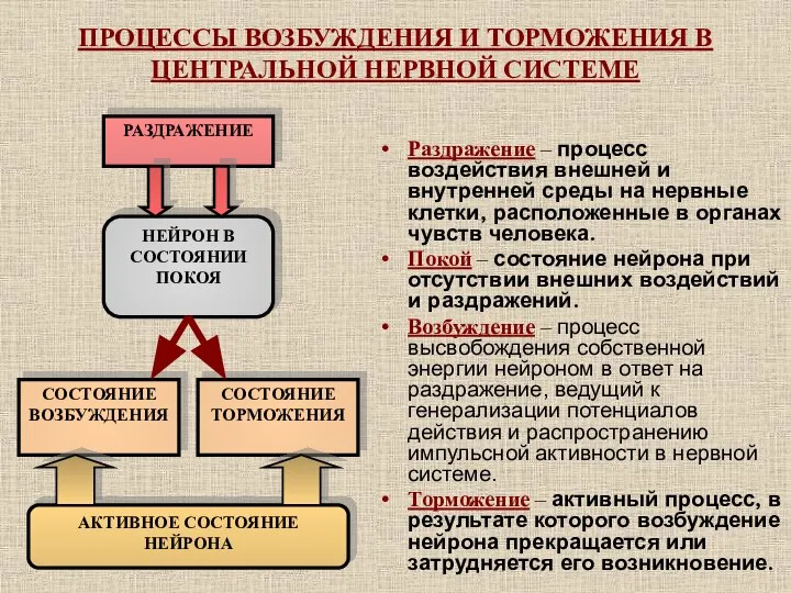 ПРОЦЕССЫ ВОЗБУЖДЕНИЯ И ТОРМОЖЕНИЯ В ЦЕНТРАЛЬНОЙ НЕРВНОЙ СИСТЕМЕ Раздражение – процесс воздействия