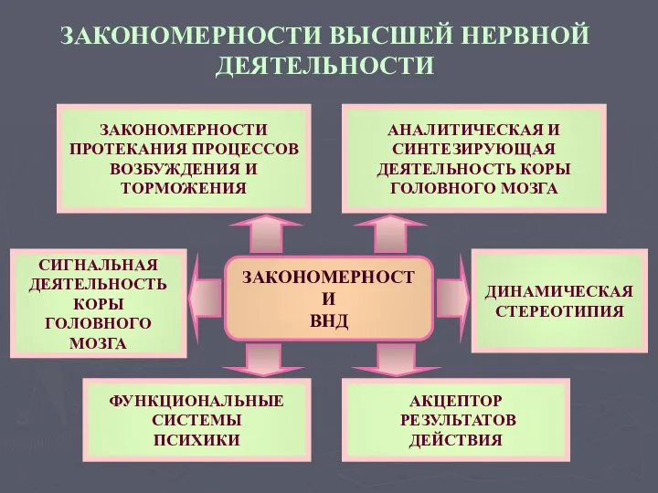 ЗАКОНОМЕРНОСТИ ВЫСШЕЙ НЕРВНОЙ ДЕЯТЕЛЬНОСТИ ЗАКОНОМЕРНОСТИ ПРОТЕКАНИЯ ПРОЦЕССОВ ВОЗБУЖДЕНИЯ И ТОРМОЖЕНИЯ ДИНАМИЧЕСКАЯ СТЕРЕОТИПИЯ