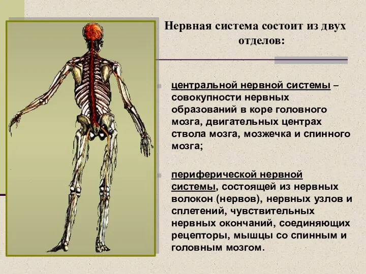 Нервная система состоит из двух отделов: центральной нервной системы – совокупности нервных