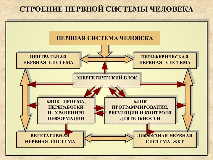 НЕРВНАЯ СИСТЕМА ЧЕЛОВЕКА СТРОЕНИЕ НЕРВНОЙ СИСТЕМЫ ЧЕЛОВЕКА