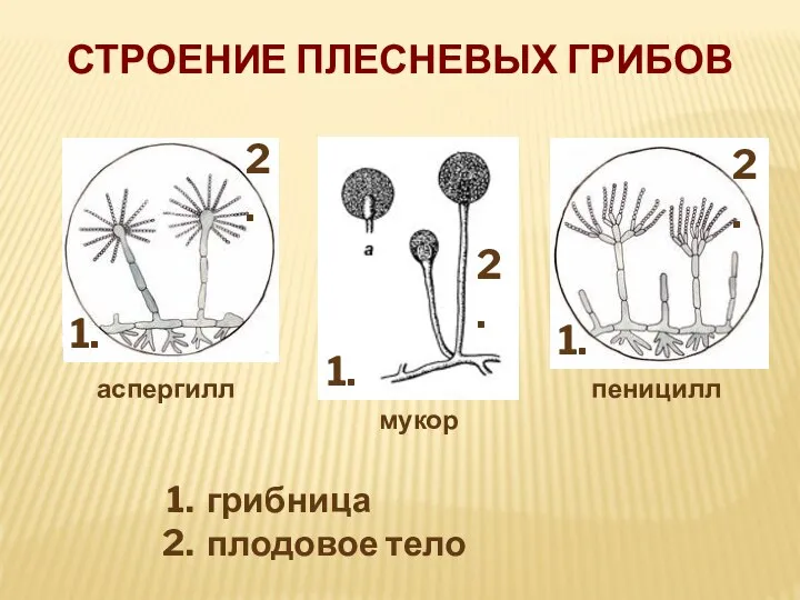 СТРОЕНИЕ ПЛЕСНЕВЫХ ГРИБОВ 1. 1. 1. 2. 2. 2. аспергилл мукор пеницилл грибница плодовое тело