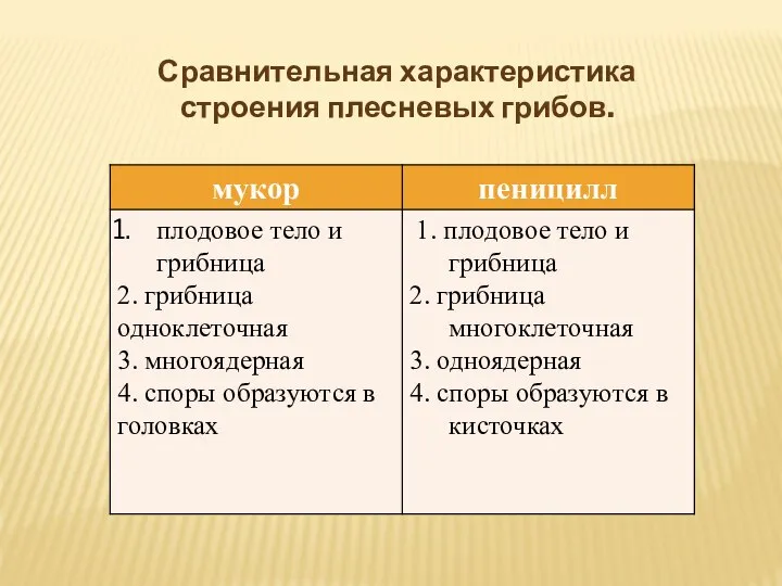 Сравнительная характеристика строения плесневых грибов.