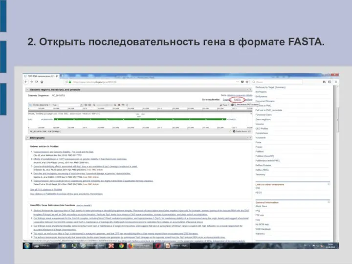 2. Открыть последовательность гена в формате FASTA.