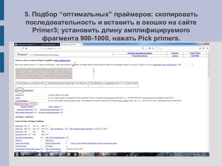 5. Подбор “оптимальных” праймеров: скопировать последовательность и вставить в окошко на сайте