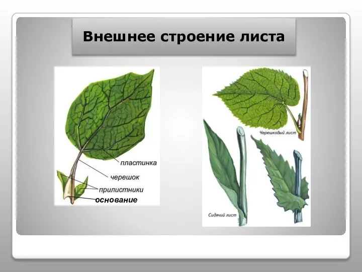 Внешнее строение листа основание