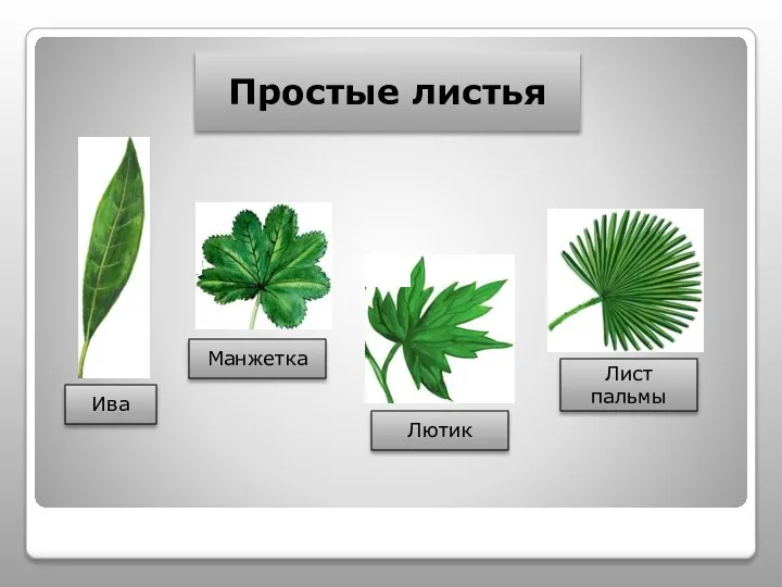 Простые листья Ива Манжетка Лист пальмы Лютик