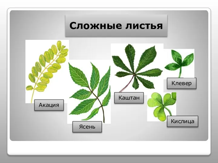 Сложные листья Акация Клевер Кислица Каштан Ясень