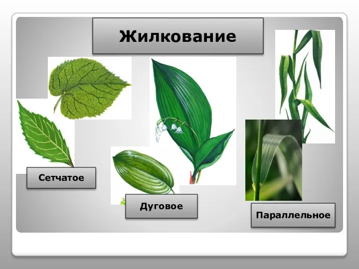 Жилкование Сетчатое Дуговое Параллельное