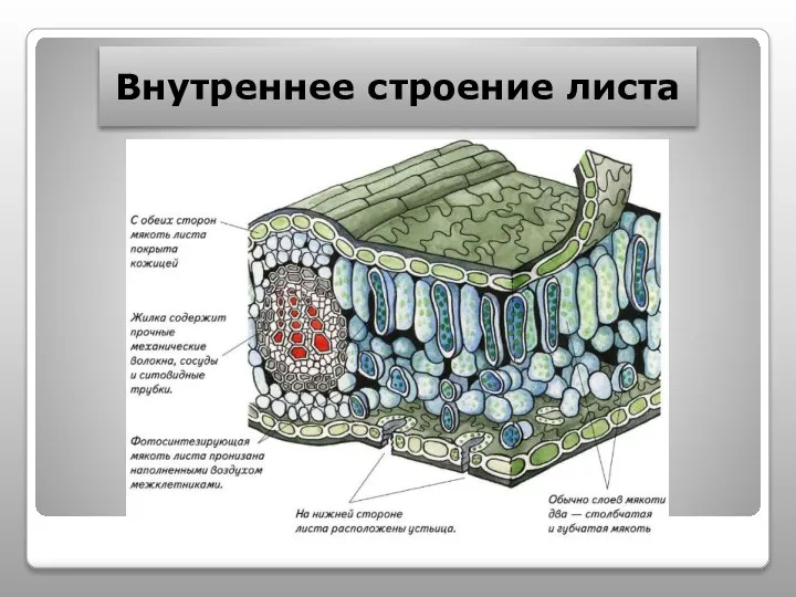 Внутреннее строение листа