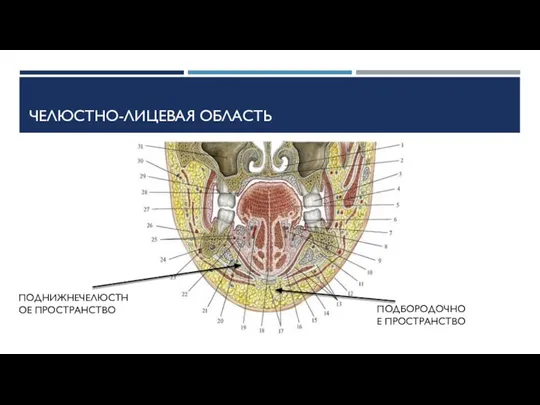 ЧЕЛЮСТНО-ЛИЦЕВАЯ ОБЛАСТЬ ПОДНИЖНЕЧЕЛЮСТНОЕ ПРОСТРАНСТВО ПОДБОРОДОЧНОЕ ПРОСТРАНСТВО