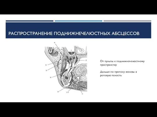 РАСПРОСТРАНЕНИЕ ПОДНИЖНЕЧЕЛЮСТНЫХ АБСЦЕССОВ От пульпы к поднижнечелюстному пространству Дальше по протоку железы в ротовую полость