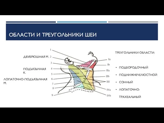 ОБЛАСТИ И ТРЕУГОЛЬНИКИ ШЕИ ДВУБРЮШНАЯ М. ПОДЪЯЗЫЧНАЯ К. ЛОПАТОЧНО-ПОДЪЯЗЫЧНАЯ М. ТРЕУГОЛЬНИКИ ОБЛАСТИ: ПОДБОРОДОЧНЫЙ ПОДНИЖНЕЧЕЛЮСТНОЙ СОННЫЙ ЛОПАТОЧНО-ТРАХЕАЛЬНЫЙ