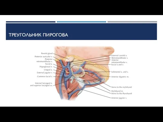 ТРЕУГОЛЬНИК ПИРОГОВА