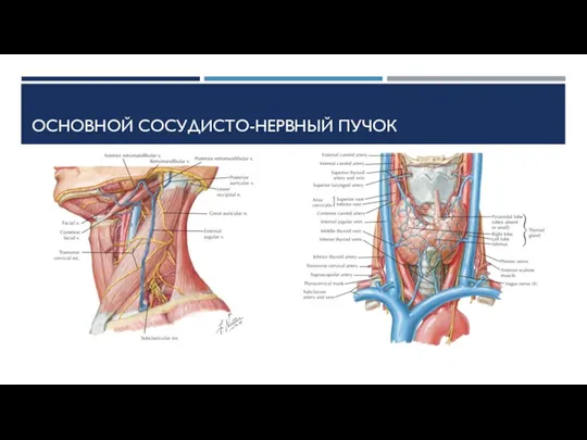 ОСНОВНОЙ СОСУДИСТО-НЕРВНЫЙ ПУЧОК