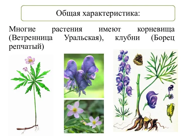Многие растения имеют корневища (Ветренница Уральская), клубни (Борец репчатый)