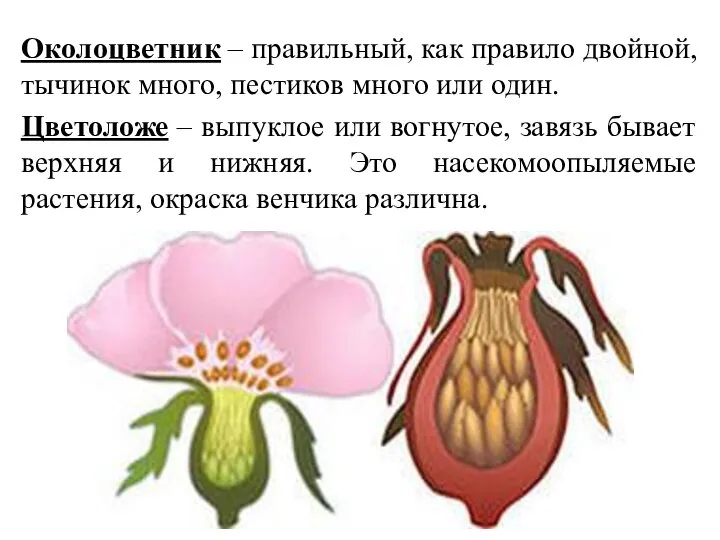 Околоцветник – правильный, как правило двойной, тычинок много, пестиков много или один.