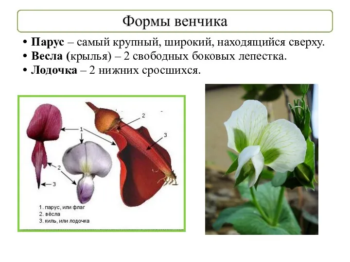 Парус – самый крупный, широкий, находящийся сверху. Весла (крылья) – 2 свободных