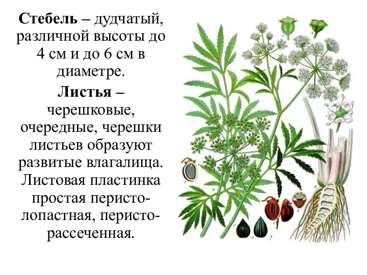 Стебель – дудчатый, различной высоты до 4 см и до 6 см