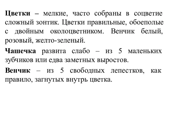 Цветки – мелкие, часто собраны в соцветие сложный зонтик. Цветки правильные, обоеполые