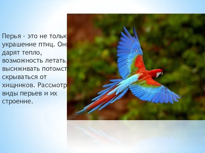 Перья - это не только украшение птиц. Они дарят тепло, возможность летать,