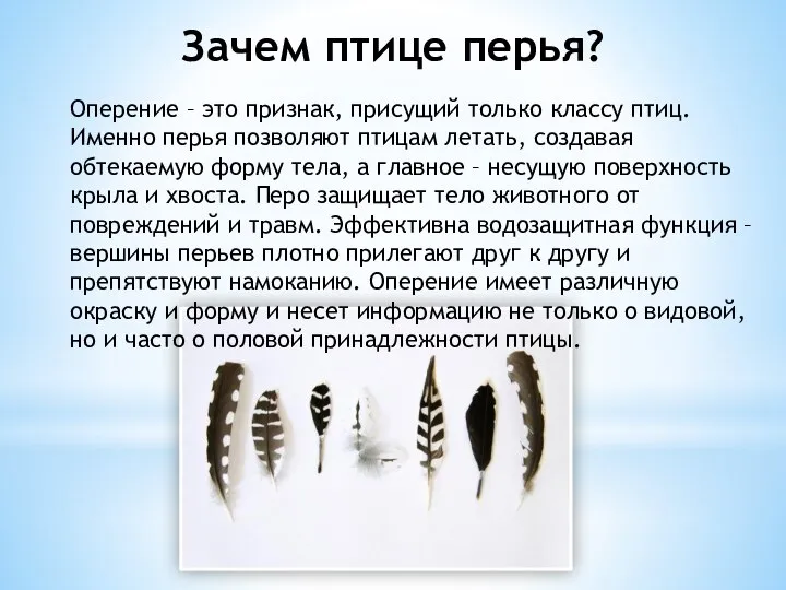 Зачем птице перья? Оперение – это признак, присущий только классу птиц. Именно