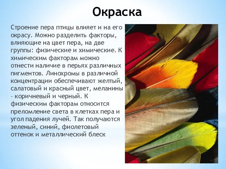 Окраска Строение пера птицы влияет и на его окрасу. Можно разделить факторы,