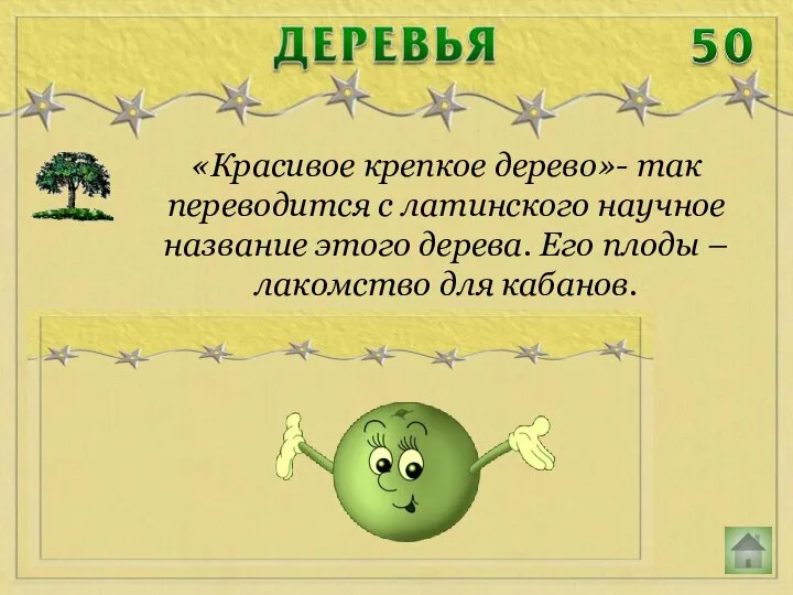 «Красивое крепкое дерево»- так переводится с латинского научное название этого дерева. Его