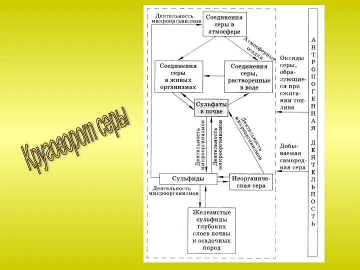 Круговорот серы