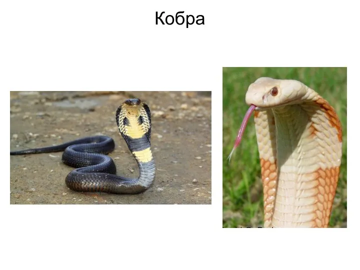 Кобра