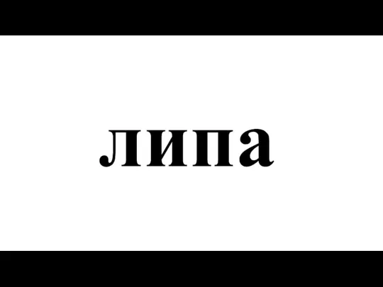 липа