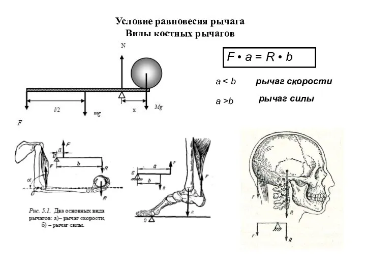 Условие равновесия рычага Виды костных рычагов F • a = R •