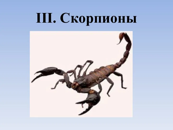 III. Скорпионы