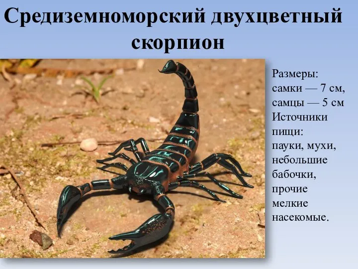 Средиземноморский двухцветный скорпион Размеры: самки — 7 см, самцы — 5 см