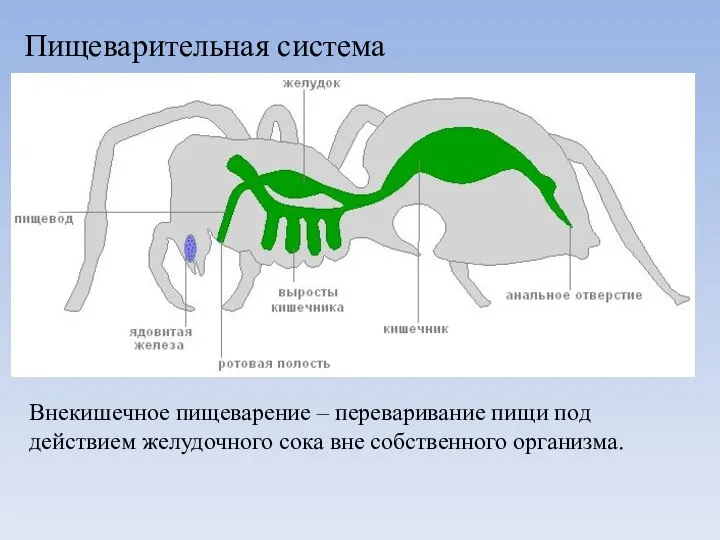 Пищеварительная система Внекишечное пищеварение – переваривание пищи под действием желудочного сока вне собственного организма.