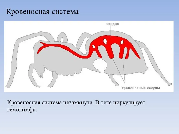 Кровеносная система Кровеносная система незамкнута. В теле циркулирует гемолимфа.