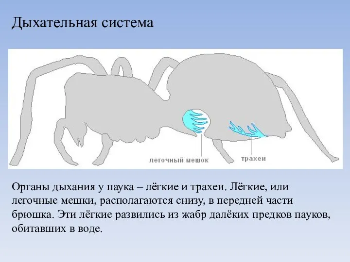 Дыхательная система Органы дыхания у паука – лёгкие и трахеи. Лёгкие, или