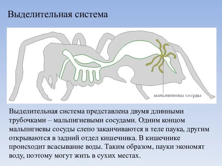 Выделительная система Выделительная система представлена двумя длинными трубочками – мальпигиевыми сосудами. Одним