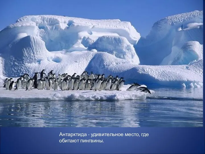 Антарктида - удивительное место, где обитают пингвины.