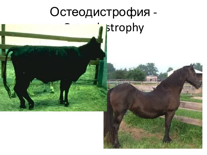 Остеодистрофия - Osteodystrophy