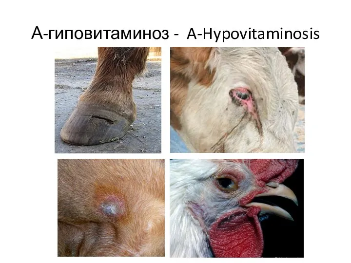 А-гиповитаминоз - A-Hypovitaminosis